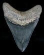 Grey Megalodon Tooth - Georgia #18339-2